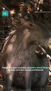 Track the journeys of the planet’s three greatest rivers: The Danube, The Yukon & The Zambezi as they surge from tiny streams to gigantic waterfalls paving their way through continents, fostering lives and cultures as they flourish. Know all about the life and blood of the planet, it’s rivers on ‘Earth’s Great Rivers’ only on Sony BBC Earth. #SonyBBCEarth #FeelAlive #EarthsGreatRivers #Nature #Danube #Yukon #Zambezi | Sony BBC Earth