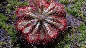 ¿Cómo se debe tomar la drosera y qué beneficios tiene para la salud?