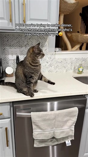 Most Engaging Viral Videos Featuring a Blind Cat (2025)