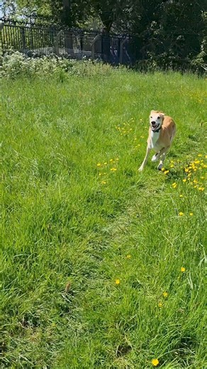12K views · 101 reactions | Sebastian is sure pleased to see the sun shining again! He is such a super sweet boy who absolutely loves a run in our big field! Do you have a Sebastian shaped space on your sofa?! Can you help him by sharing his post to see if we can find his forever home?! For more information please click the link below  https://www.dogandcatshelter.com/dogs/dogs-for-adoption/sebastian/ | Newcastle Dog & Cat Shelter | Facebook