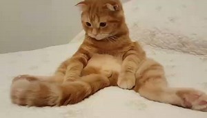 3M views · 4.7K reactions | Cat mesmerized by its own tail, this is way too cute! <3 | Meow Aum | Facebook