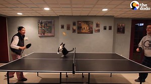 This cat SLAYS at ping pong 🔥🔥🔥 | The Dodo