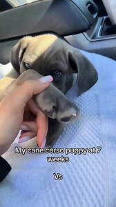Transformation time 🥰 They grow up so fast! If you want to raise your Cane Corso properly (or even correct behavioral issues in grown dogs) check out the first commennt! | Cane Corso Pets