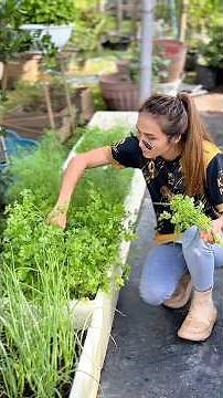 เมนูวันนี้ ซุบบักแตงใส่ปลาทู🥒 #วลัยฟาร์ม #ความสุขในสวน #garden