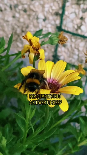 Bumble Bee Napping in Flower - Wholesome and Cute Video