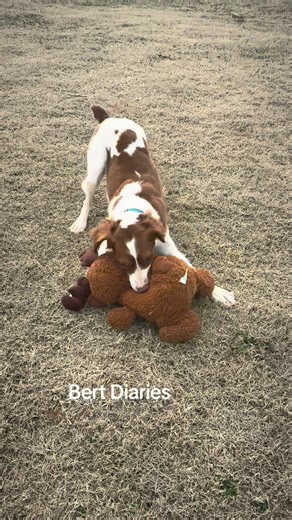 How I picture his brain sounds #bertreynolds #dogsoftiktok #americanbrittany #spaniel