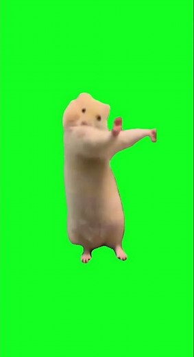 【猫ミーム】踊るハムスター素材 #猫マニ #猫ミーム #洗操歌