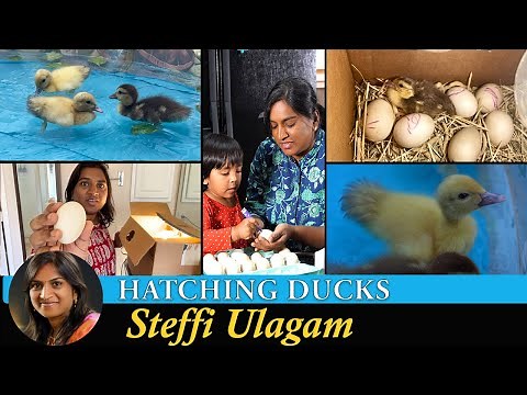 Hatching Duck Eggs in Tamil | Homemade Incubator for Duck Eggs in Tamil