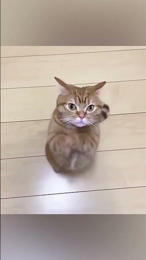 Cat Clapping and High Five - Funny Cat Videos 🐾