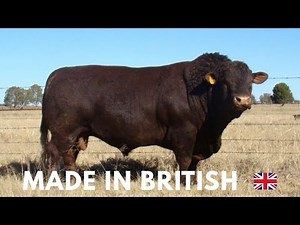 Sussex Cattle: Perfect for Beef and Milk - Here’s Why Farmers Love Them!