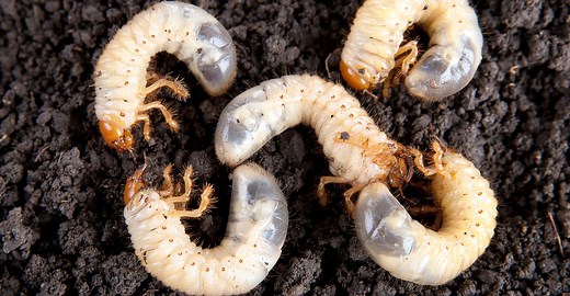 Vers blancs : comment les combattre ?