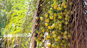 Queen Palm Tree Fruits Stock Video