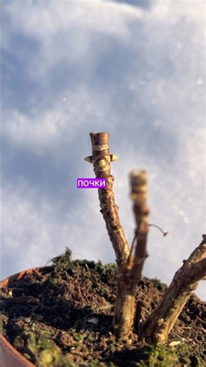 How to avoid mistakes when pruning hydrangeas? Focus on the buds.