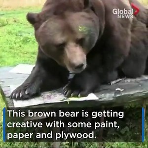 A 900-pound brown bear displayed 11 original artworks at a gallery in Finland Tuesday. He used his body and paws as paintbrushes. | Global News