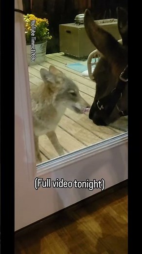 COYOTE vs. DONKEY! #wwe #wwf #weavethecoyote #butchcassidy #wildlife #nature #cute #animals #farmer