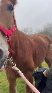 The new arrivals are here! These horses have faced unimaginable pain and suffering and our hearts break to see them this way. It’s truly devastating to imagine what they’ve endured, yet despite it all they’re each so brave and willing to trust. Today, the healing begins and we cannot wait to take you on the journey with them! | Gentle Giants Draft Horse Rescue