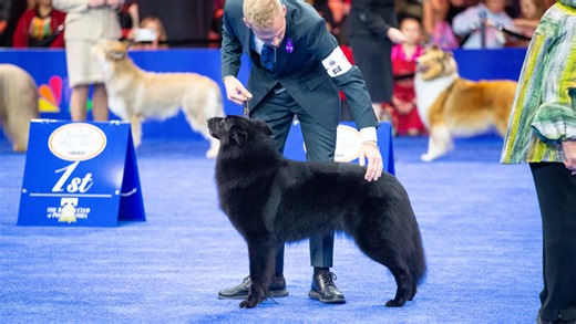 Dog from North Carolina wins 'best in show' at Westminster | Here's what her owner shared