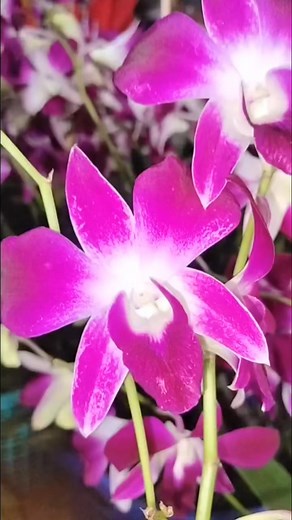 một số hoa xinh chuẩn bị cho phiên livestreams ạ mời khách sưu tầm 殺殺#vuonlanvinhkimtg | Vườn Lan Vĩnh Kim-Tiền Giang | Facebook