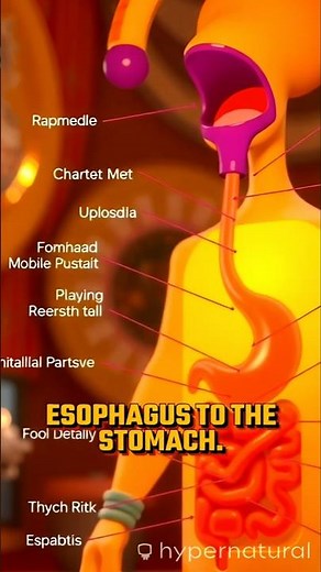 How does the human digestive system process food?