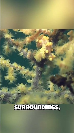 😲 Seahorses: They Can Change Color?! 😲 Their Camouflage Skills Will Amaze You!