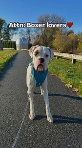 Meet Cash ❤️ ▪️He is a 1 year old neutered male Boxer that is a friendly, outgoing dog! He loves going on his walks, and meeting all the people that want to say hello to him. However, he is not the best trained boy- he is jumpy, can be mouthy, and pulls on the leash quite a bit. He also has some resource (food, toys) guarding behaviors that could get him into trouble without the right owners watching over him and making sure he makes good decisions, and removing the ability for him to make some 