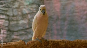 4K video of Salmon crested cockatoo bird in Thai, Thailand.