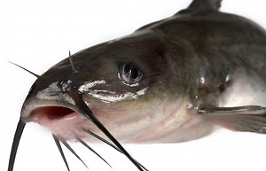 Figuring Out Catfish Spawn Key to June Success - Game & Fish