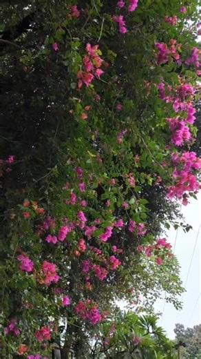 Village life of Assam