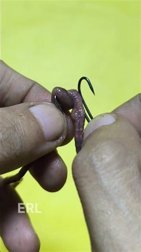 This is how to attach the worm bait to the hook