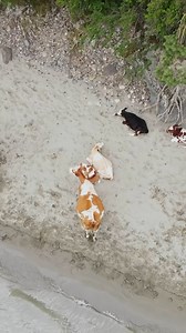 Farmer finds something strange in Argentina #discovery #fossils #ancient #history #palaeontology #giantarmadillo #armadillo | History Piece