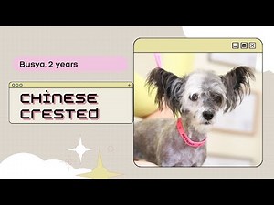 Summer Cut for a Chinese Crested | From Fluffy to Hairless