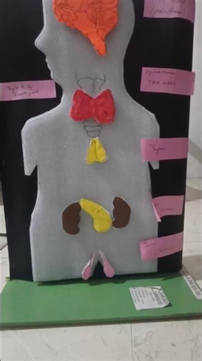 project model work. Endocrine system.thermocol model
