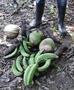 515K views · 13K reactions | Los mejores víveres son para la vecina y a su esposa es la que los cultiva, no le lleva nada | Argeny Bautista HD | Facebook
