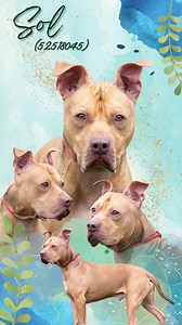 19 reactions | STILLLLLL Available!!~☀️Shining bright like his coat,...