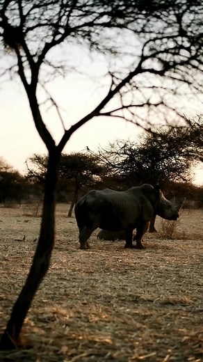 409 reactions · 34 shares | Those twitching ears aren’t just cute, they’re a vital part of how rhinos survive.  With poor eyesight but incredible hearing, they constantly move their ears to scan for danger, find food, and stay in touch with other rhinos. Every turn and flick helps them stay safe in the wild. ✨ Our hearts beat for rhinos ❤️憐 | Limpopo Rhino Conservation | Facebook