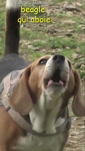 BEAGLE qui ABOIE🐶