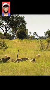 9K views · 82 reactions | Leopard Vs Baboon Attaçk | EtQuake Brand | Facebook