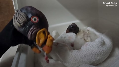 Bronx zoo uses vulture puppet to raise rare chick without human imprinting