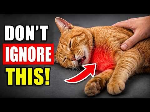 If Your Cat Is Sleeping Like THIS, Don't Ignore It!