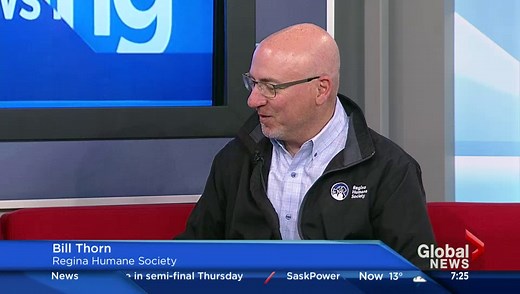 Regina Humane Society Cats Up For Adoption