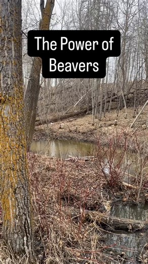 RT @bunsenbernerbmd: Norbert was our Beaver.He changed our creek and our lives.We miss him (or her) dearly, but what Norbert left us wi…
