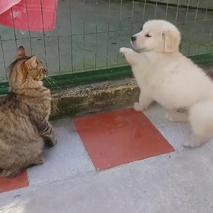 Puppy meets cat