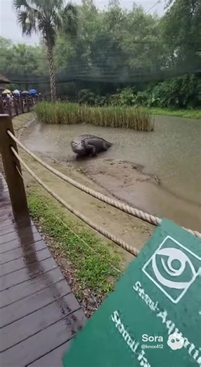 #N’kolo Mbata #cryptozoology #ai #sorai