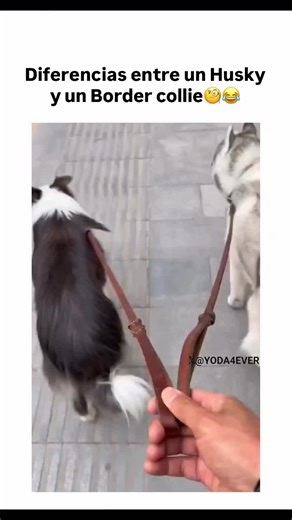 La naturaleza de los perros: Border Collie vs Husky