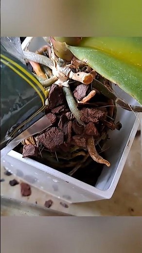 胡蝶蘭植え替え 根詰まり