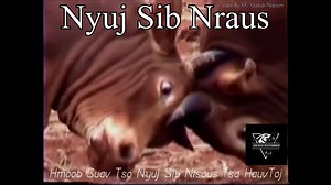 26K views · 905 reactions | Nyuj Sib Nrau Hmoob Suav | Hmong Community Video & Photo | Facebook