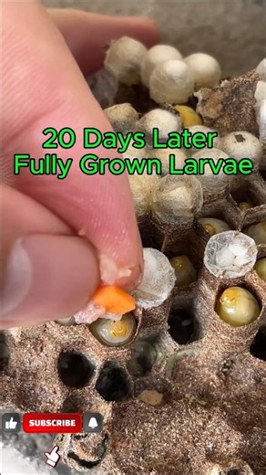 From Wasp Egg to Adult