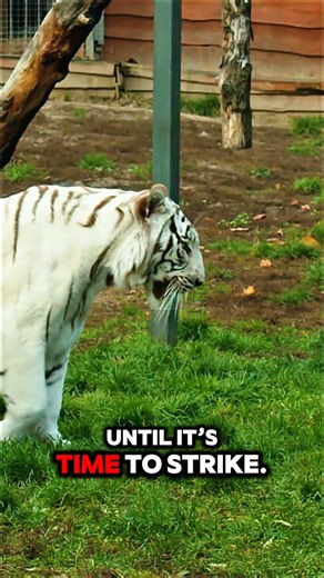 The Silent King 🐅 | Power Without Noise | Dark Predator Motivation