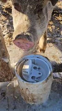 Frost free water for the livestock... Drinking Post versus insulated waterer.