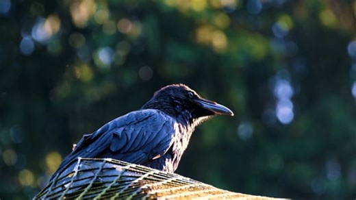 Bird, Common Raven, Crow. Free Stock Video